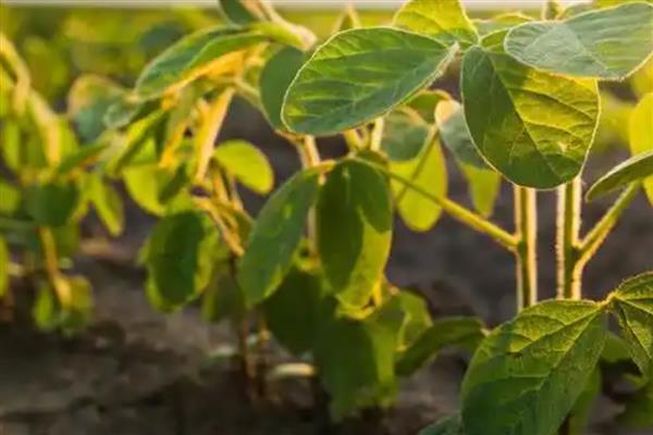 春毛豆怎么种植,移栽时要施入磷肥和草木灰作为底肥