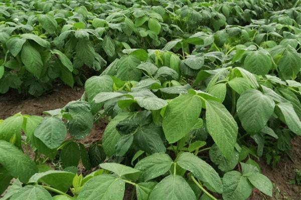 春毛豆怎么种植,移栽时要施入磷肥和草木灰作为底肥