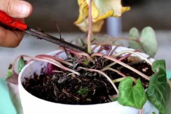 仙客来花期结束后怎么处理,剪除残花和枯叶有助于下次开放