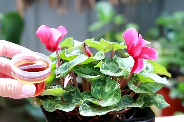 仙客来花期结束后怎么处理,剪除残花和枯叶有助于下次开放