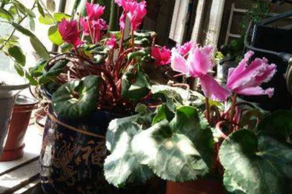 仙客来花期结束后怎么处理,剪除残花和枯叶有助于下次开放