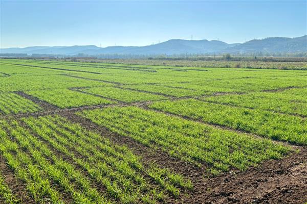 小麦灌浆期怎么管理，浇灌浆水有利于植株生长