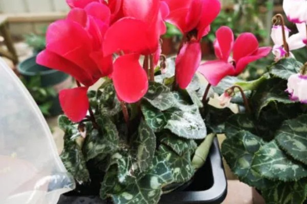 仙客来花期结束后怎么处理,剪除残花和枯叶有助于下次开放