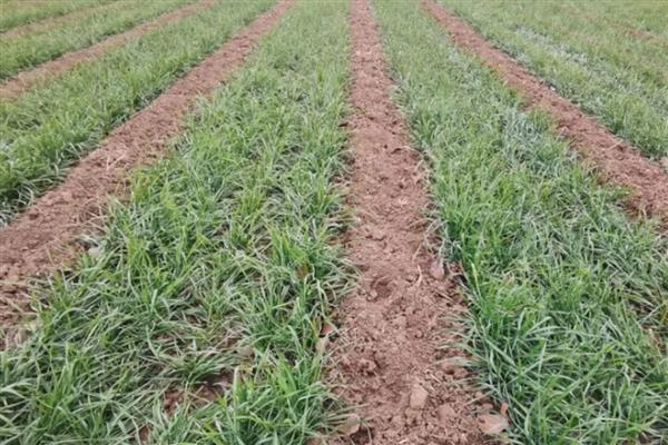 小麦灌浆期怎么管理，浇灌浆水有利于植株生长