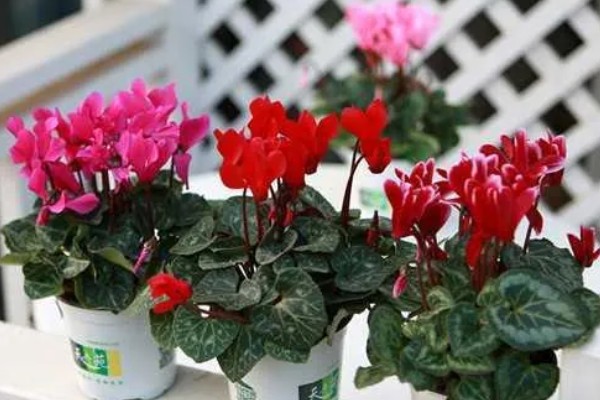 仙客来花期结束后怎么处理,剪除残花和枯叶有助于下次开放