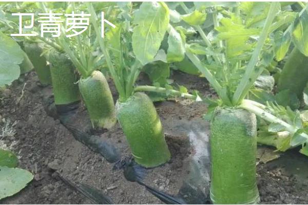 哪些夏萝卜品种很耐热，新济杂2号、伏抗等品种耐热能力强