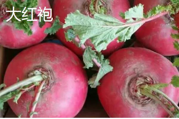 哪些夏萝卜品种很耐热，新济杂2号、伏抗等品种耐热能力强