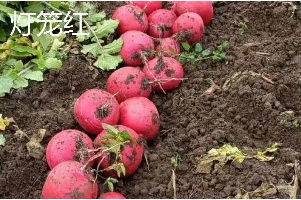 哪些夏萝卜品种很耐热，新济杂2号、伏抗等品种耐热能力强