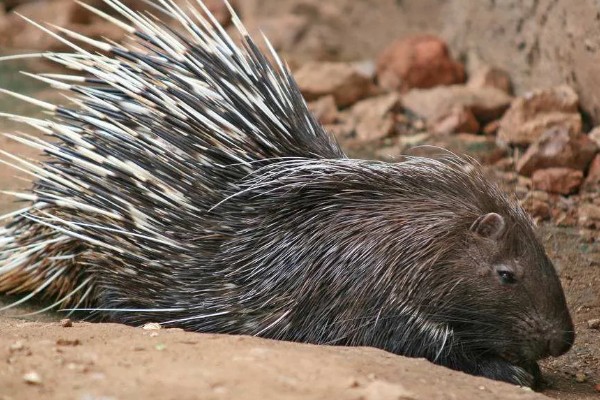 豪猪是不是刺猬，豪猪不是刺猬