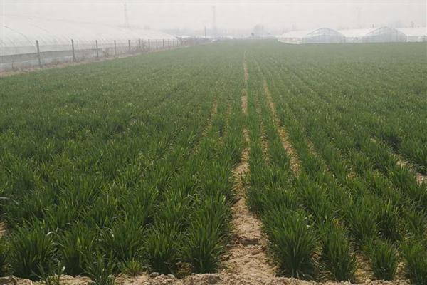 小麦灌浆期怎么管理，浇灌浆水有利于植株生长