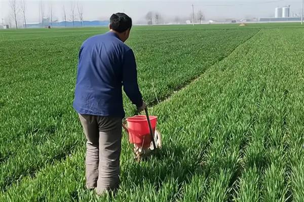 小麦灌浆期怎么管理，浇灌浆水有利于植株生长