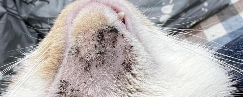猫下巴长出了煤渣的原因，可能是得了毛囊炎