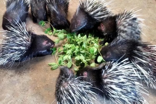 豪猪是不是刺猬，豪猪不是刺猬