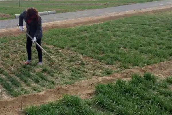 小麦灌浆期怎么管理，浇灌浆水有利于植株生长