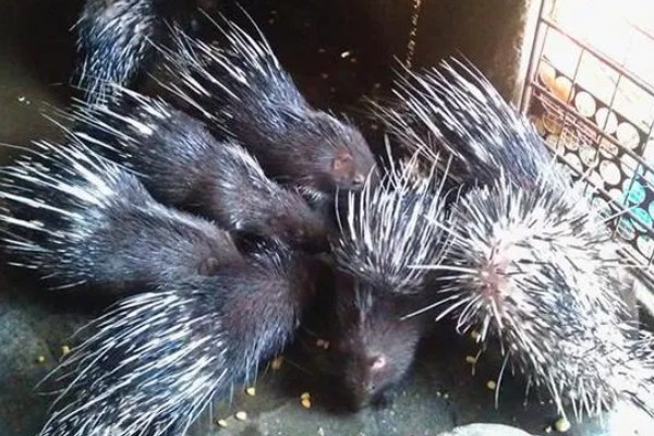 豪猪是不是刺猬，豪猪不是刺猬