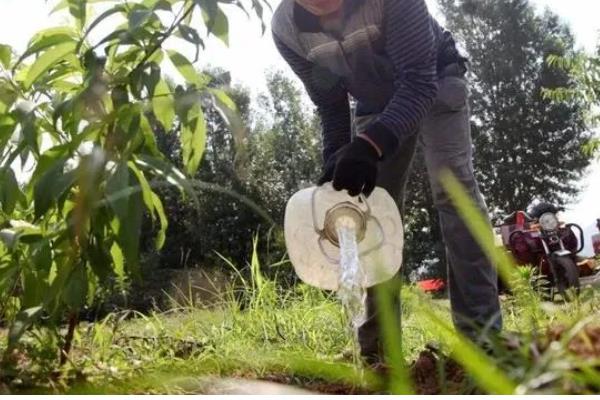 黄桃空心的原因，主要是缺水或过度浇水、施肥不当所致