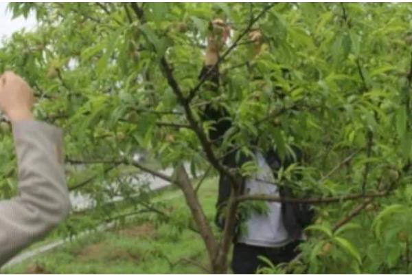 黄桃空心的原因，主要是缺水或过度浇水、施肥不当所致