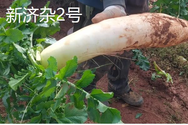 哪些夏萝卜品种很耐热，新济杂2号、伏抗等品种耐热能力强