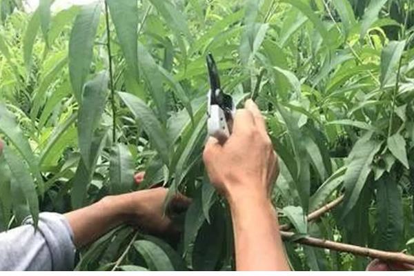 黄桃空心的原因，主要是缺水或过度浇水、施肥不当所致