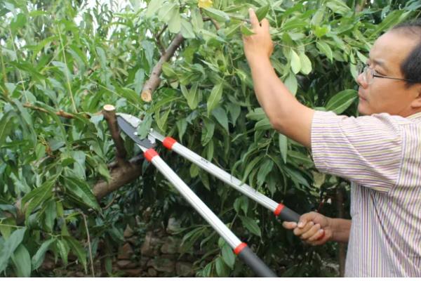 黄桃空心的原因，主要是缺水或过度浇水、施肥不当所致