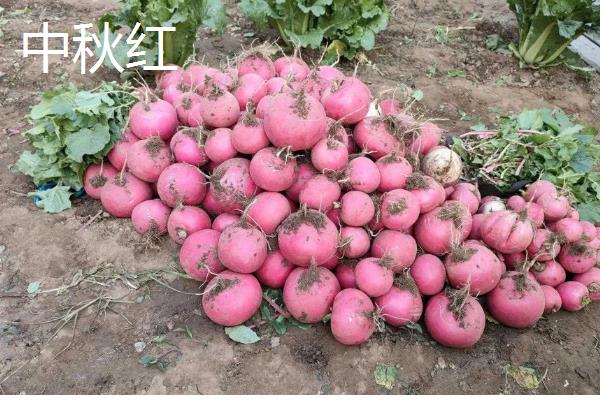 哪些夏萝卜品种很耐热，新济杂2号、伏抗等品种耐热能力强