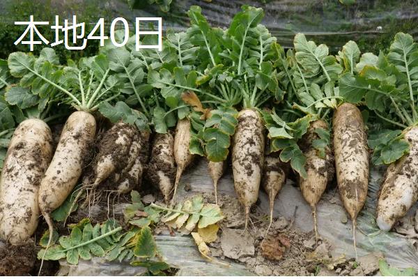 哪些夏萝卜品种很耐热，新济杂2号、伏抗等品种耐热能力强