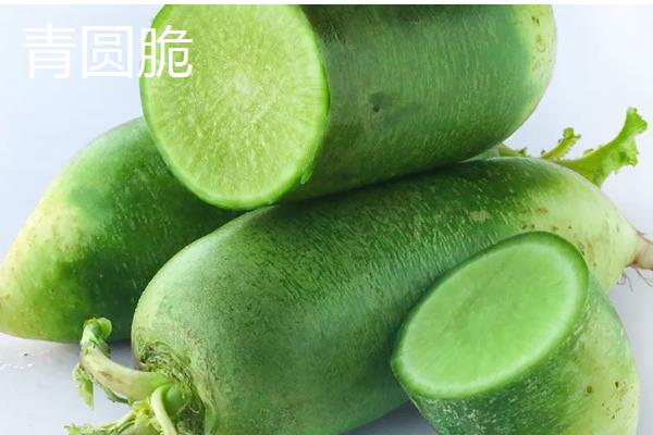 哪些夏萝卜品种很耐热，新济杂2号、伏抗等品种耐热能力强