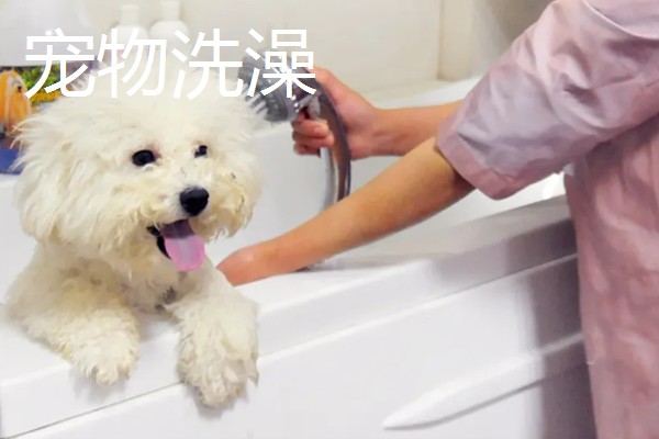 现在开宠物店可以赚钱吗，经营得当可以赚钱