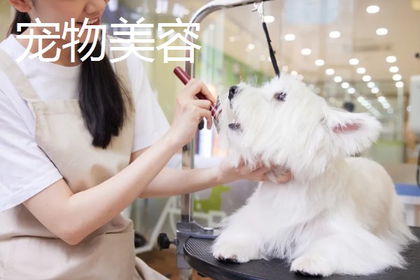 现在开宠物店可以赚钱吗，经营得当可以赚钱