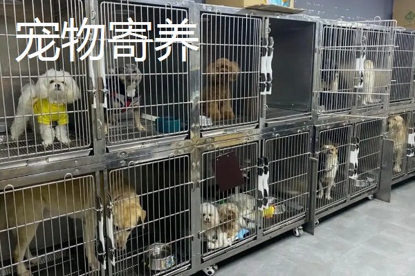 现在开宠物店可以赚钱吗，经营得当可以赚钱