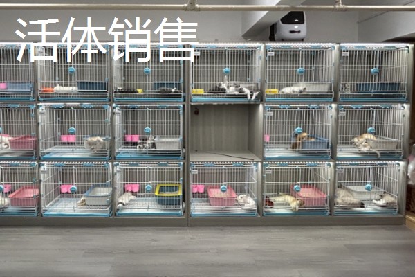 现在开宠物店可以赚钱吗，经营得当可以赚钱