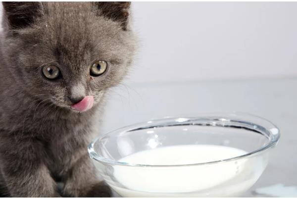 猫能不能吃山竹，饲喂后可以补充微量元素和维生素