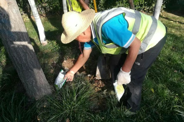 银杏树叶子发黄及枯萎的防治方法，可以改变浇水方式