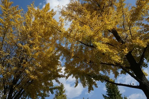 银杏树叶子发黄及枯萎的防治方法，可以改变浇水方式