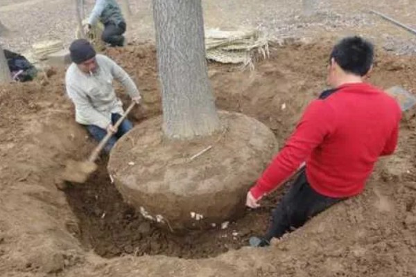 银杏树叶子发黄及枯萎的防治方法，可以改变浇水方式