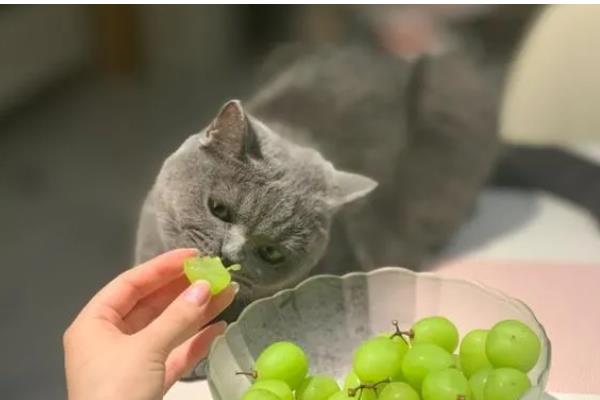 猫能不能吃山竹，饲喂后可以补充微量元素和维生素