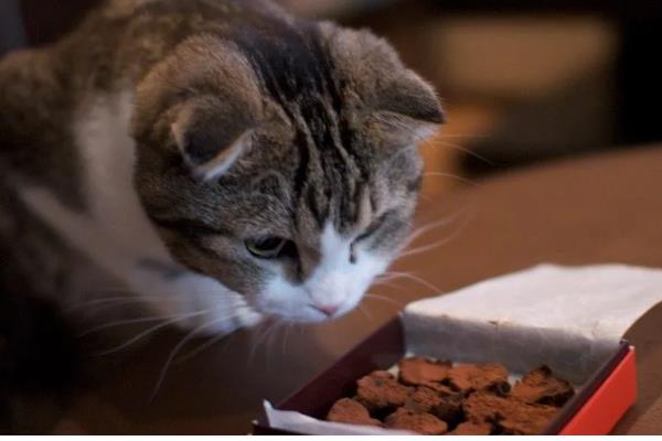 猫能不能吃山竹，饲喂后可以补充微量元素和维生素