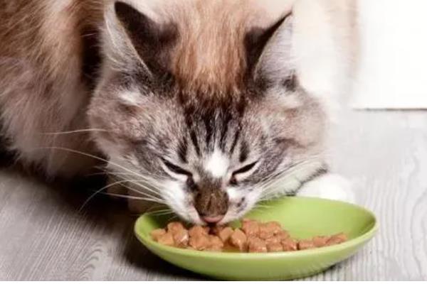 猫能不能吃山竹，饲喂后可以补充微量元素和维生素