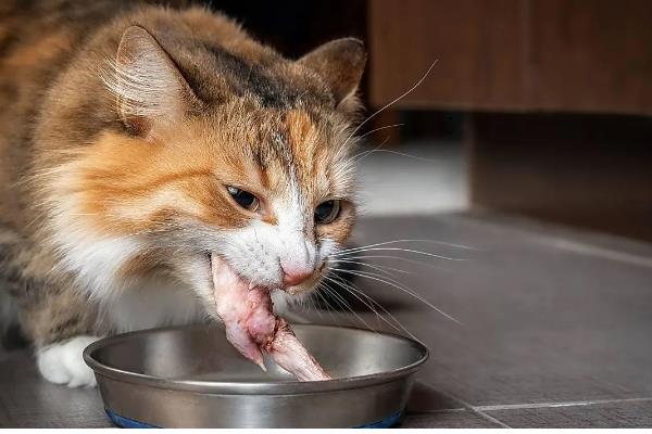 猫能不能吃山竹，饲喂后可以补充微量元素和维生素