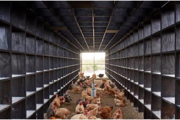 鸡的耐寒温度,耐寒温度为零下10℃