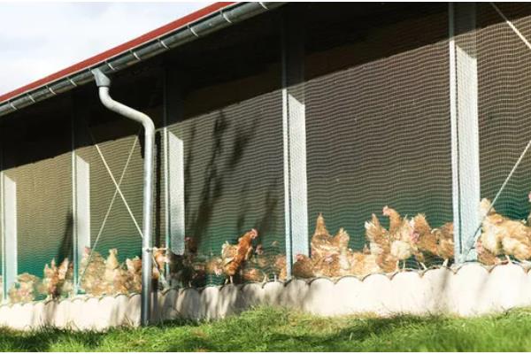 鸡的耐寒温度,耐寒温度为零下10℃