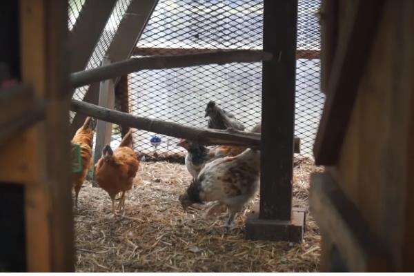 鸡的耐寒温度,耐寒温度为零下10℃