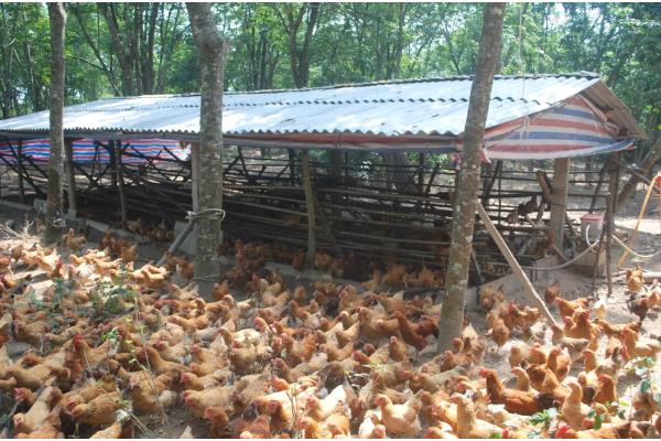 鸡的耐寒温度,耐寒温度为零下10℃