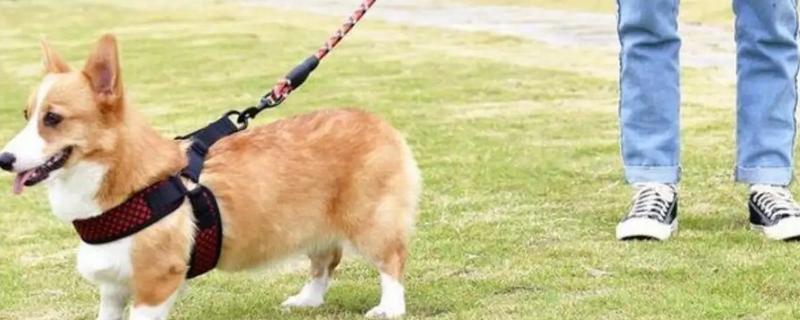 遛狗的适宜时间，饭后遛狗可促进消化