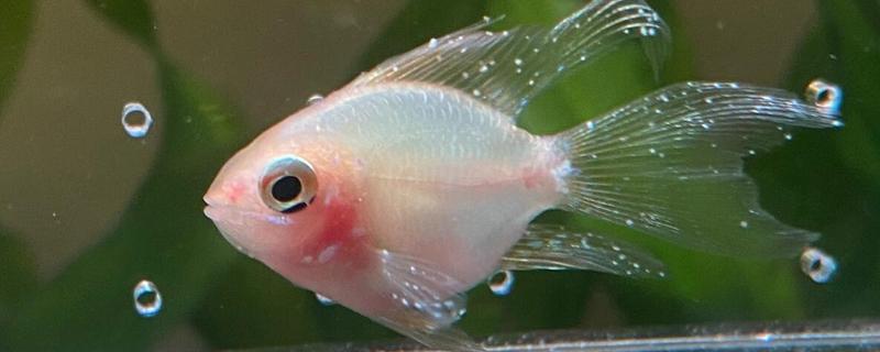 观赏鱼白点病的发生原因，一般是小瓜虫造成