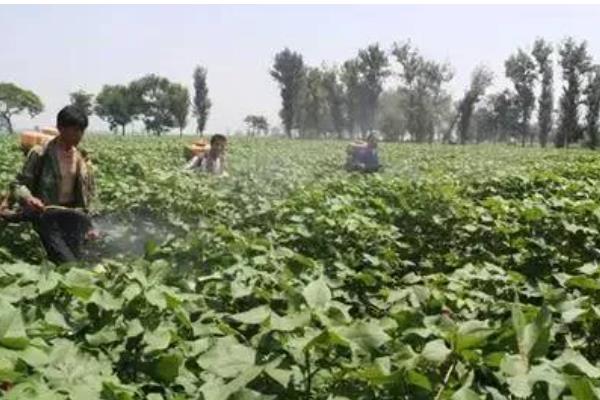 棉多收什么时候使用，苗期、现蕾期、结铃期均可喷施