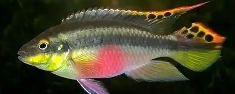 红肚凤凰鱼好养吗，饲养难度不大