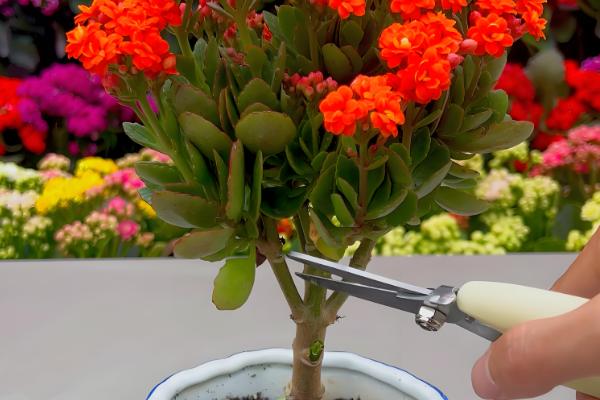 长寿花夏季开花后的修剪方法，剪除残花和未开放的花苞