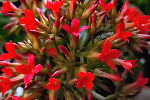 长寿花夏季开花后的修剪方法，剪除残花和未开放的花苞