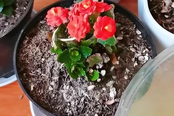 长寿花夏季开花后的修剪方法，剪除残花和未开放的花苞